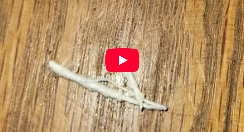 Skin Diseases – Morgellons Desease – The silent pandemic – Aspergillus Fumigatus